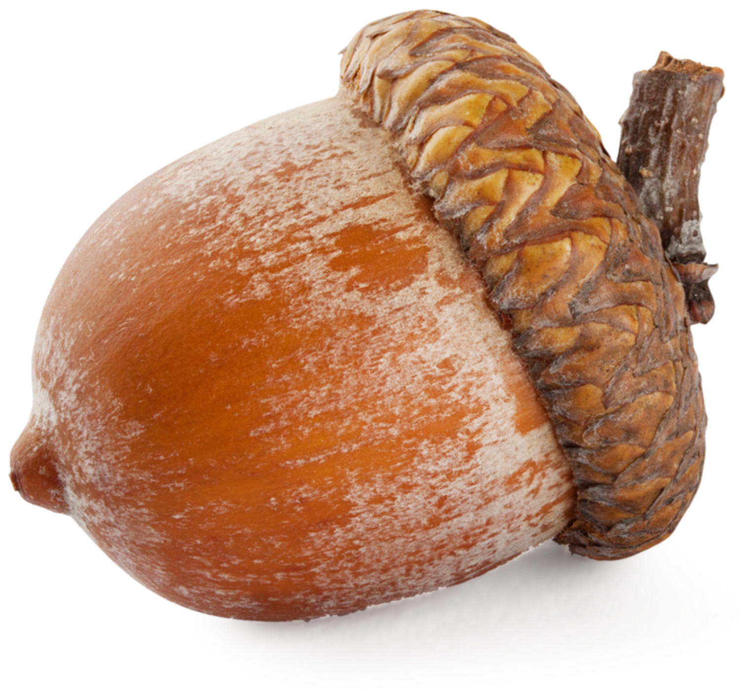 Nut Simulator